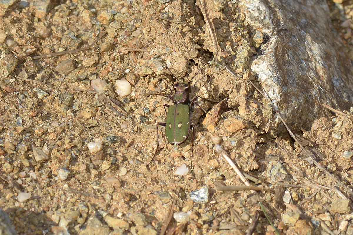 Cicindela campestris - Carabidae